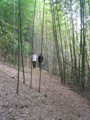 bamboo.jpg